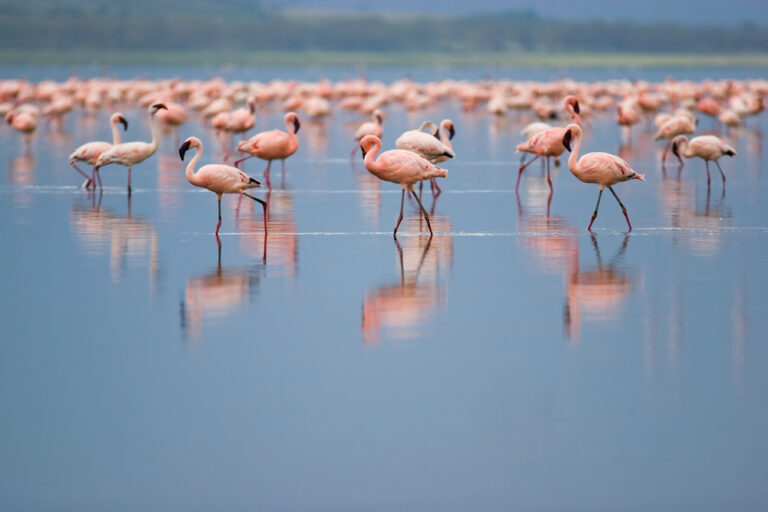 Flamingos