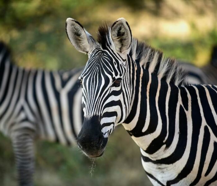 Zebra