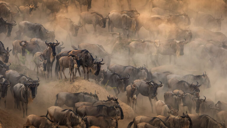 MIGRATION