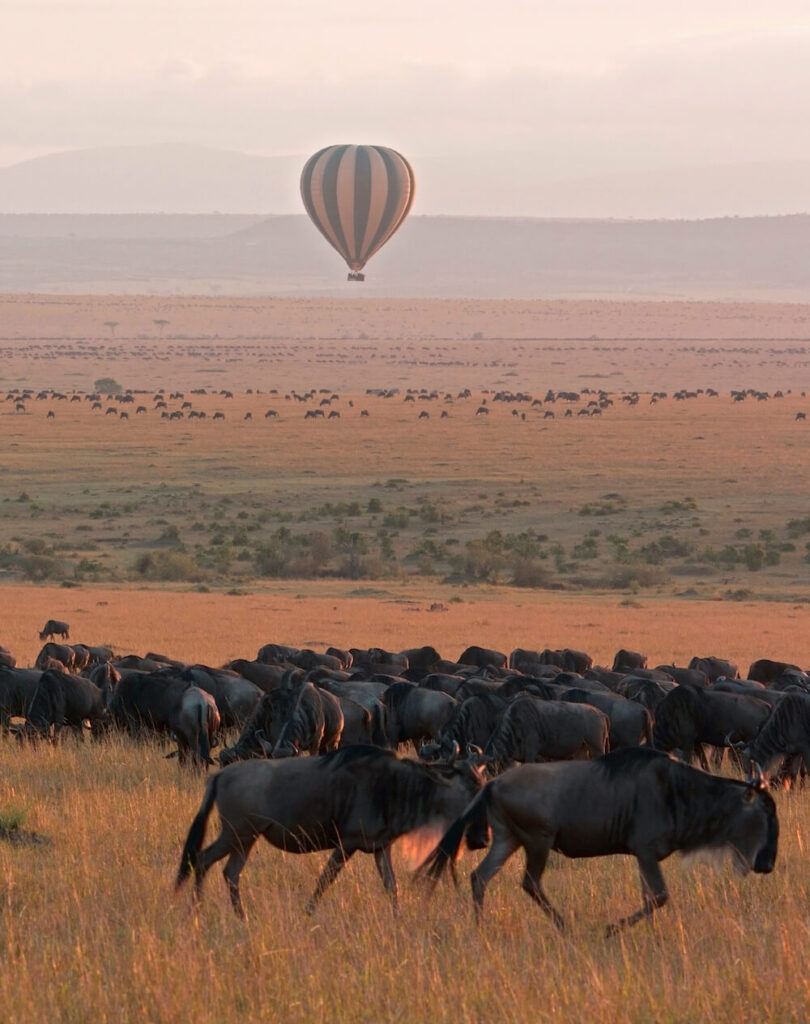Serengeti Wildebeest Migration