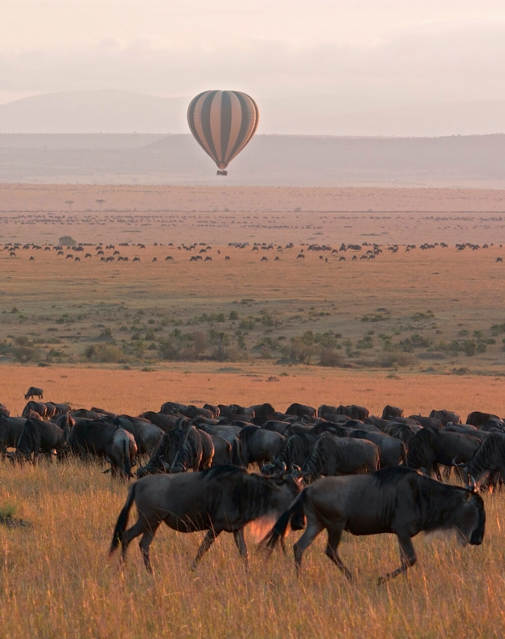 Serengeti Wildebeest Migration