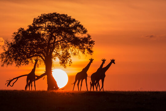 SAFARI IN TAZ