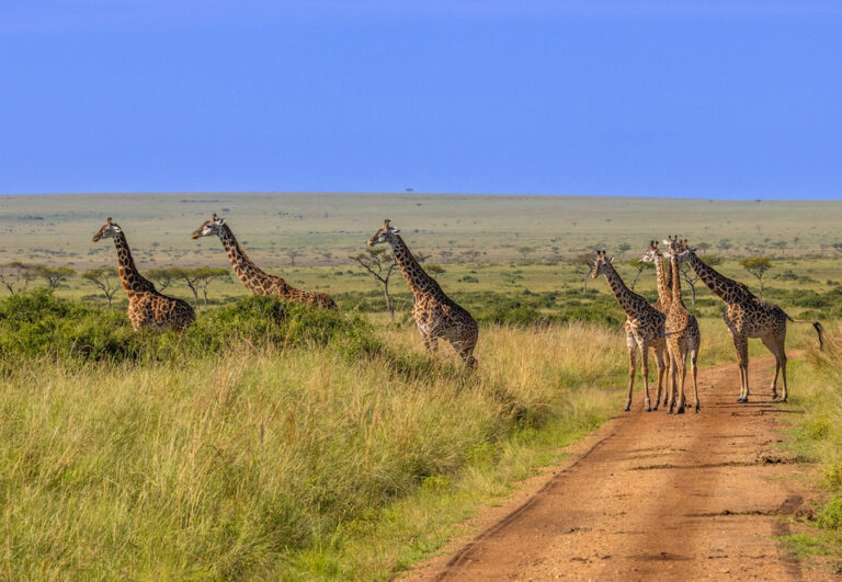 Giraffes on a Dirt Road, Maasai Mara, Kenya