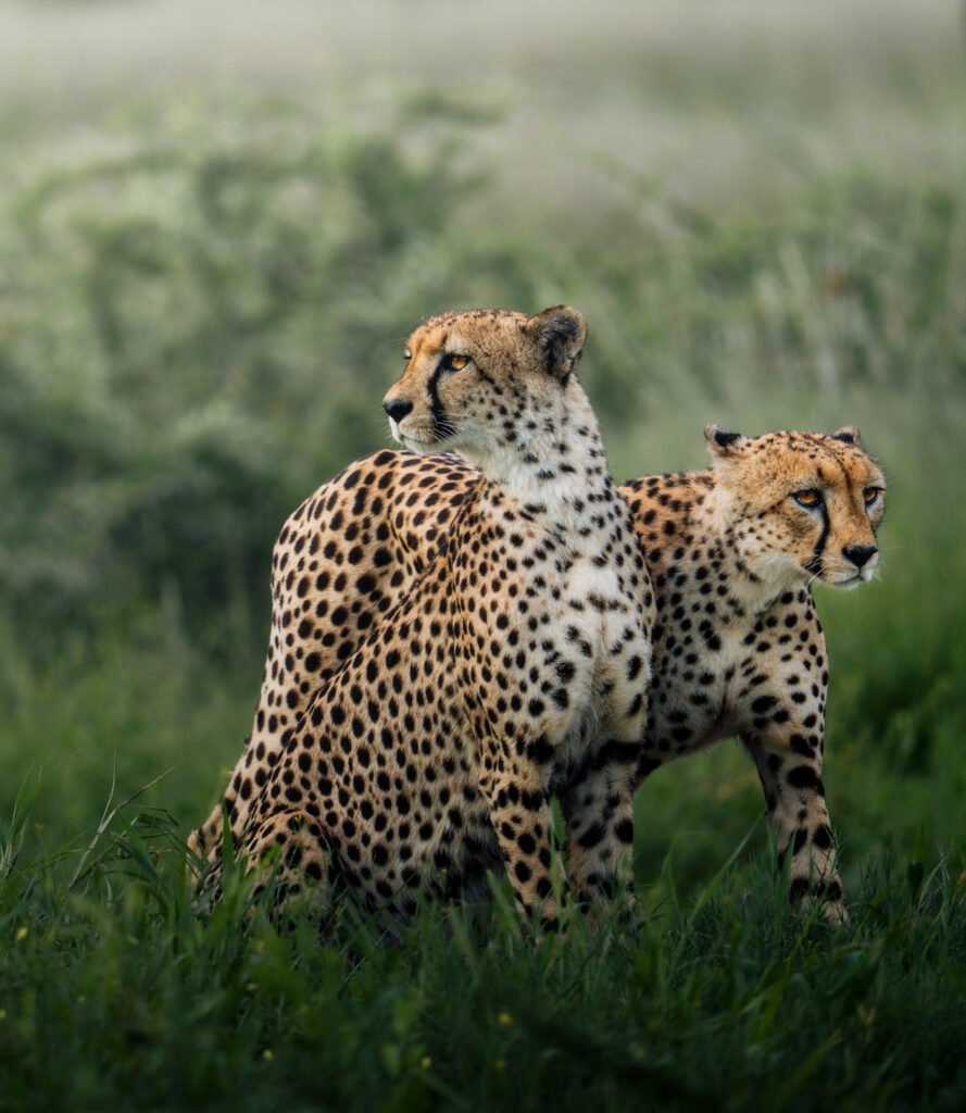 SERENGETI 2