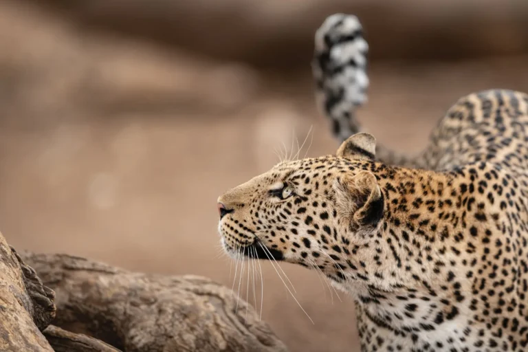 SERENGETI