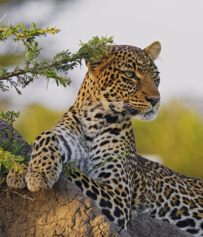 Leopard Relaxing on Rock Amidst Natural Habitat in Masai Mara