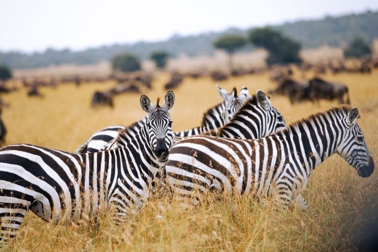Serengeti National Park2