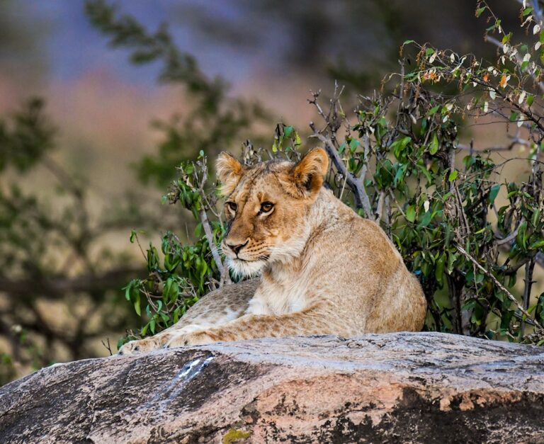 Serengeti National Park23