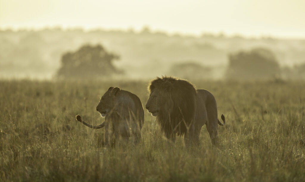 Serengeti national parks