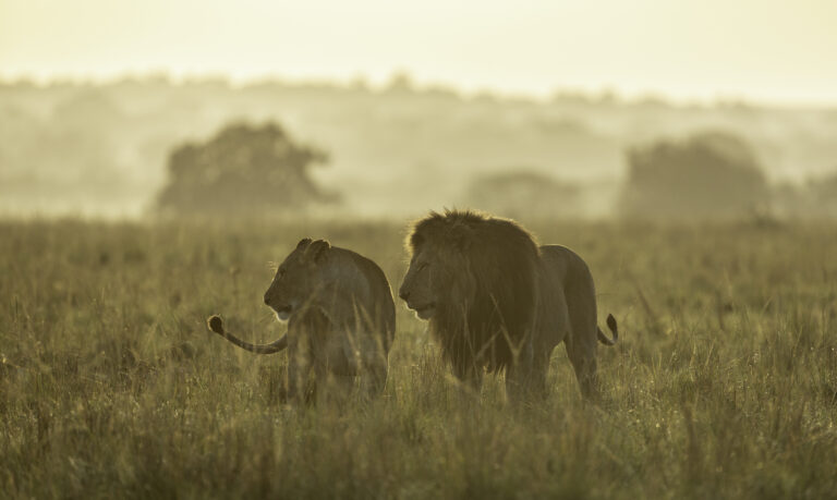 A male and female lion  walking towards the camera in grass at dawn , backlit