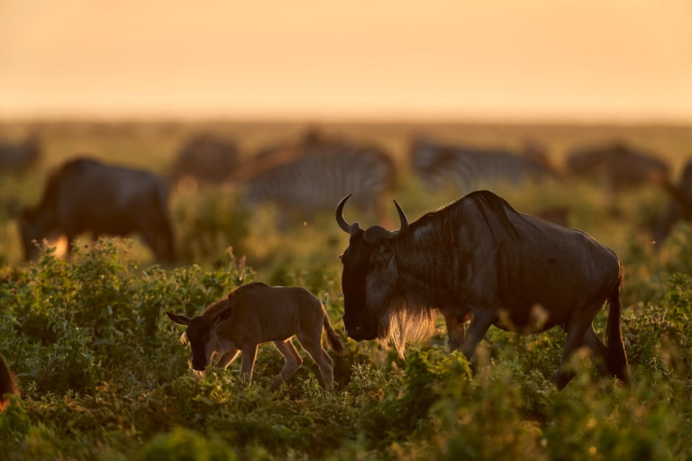 Serengeti great migration