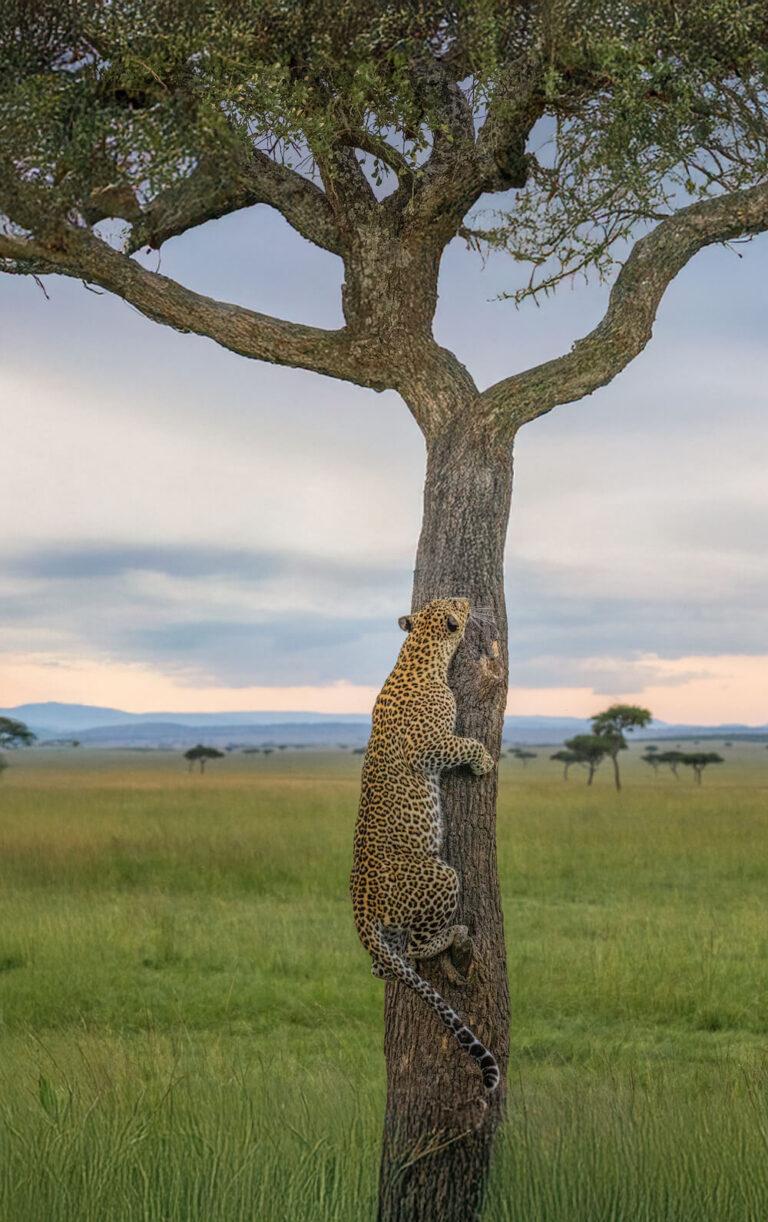 serengeti plain