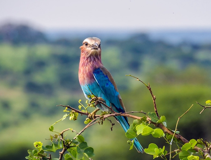Bird Watching