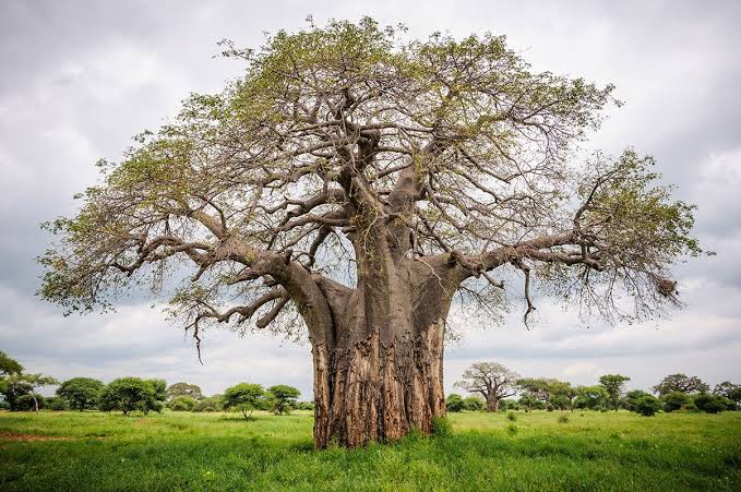 Iconic Baobab Trees