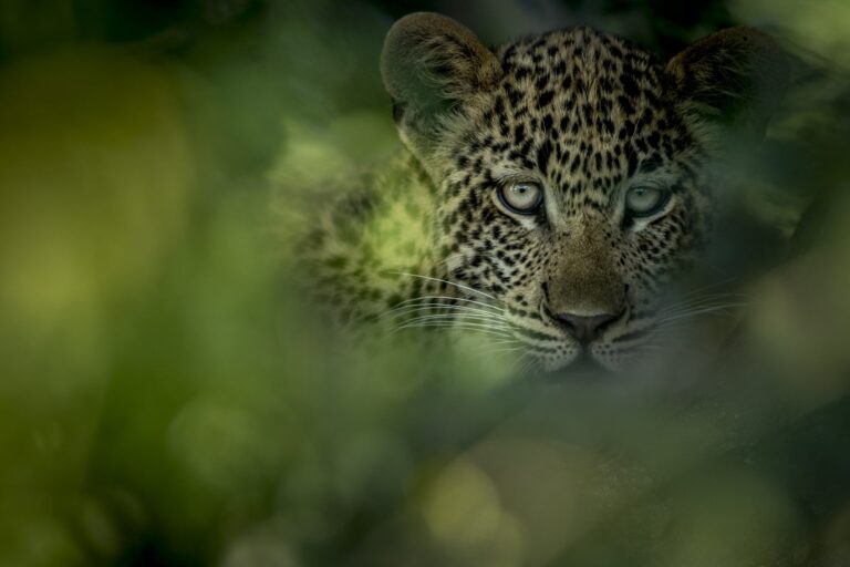 SERENGETI TZ