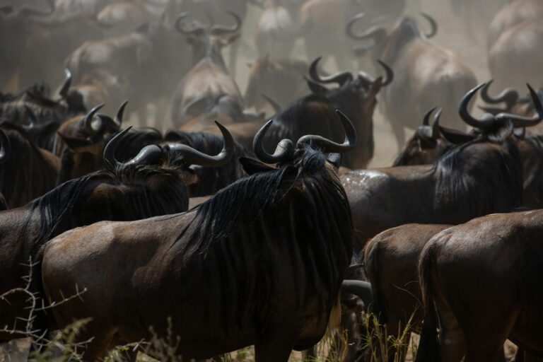Serengeti_wildebeest