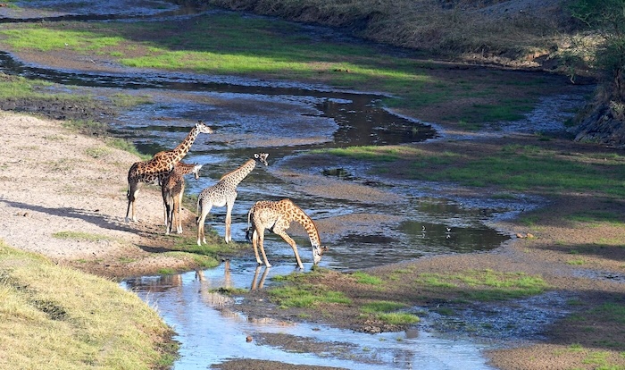 The Tarangire River