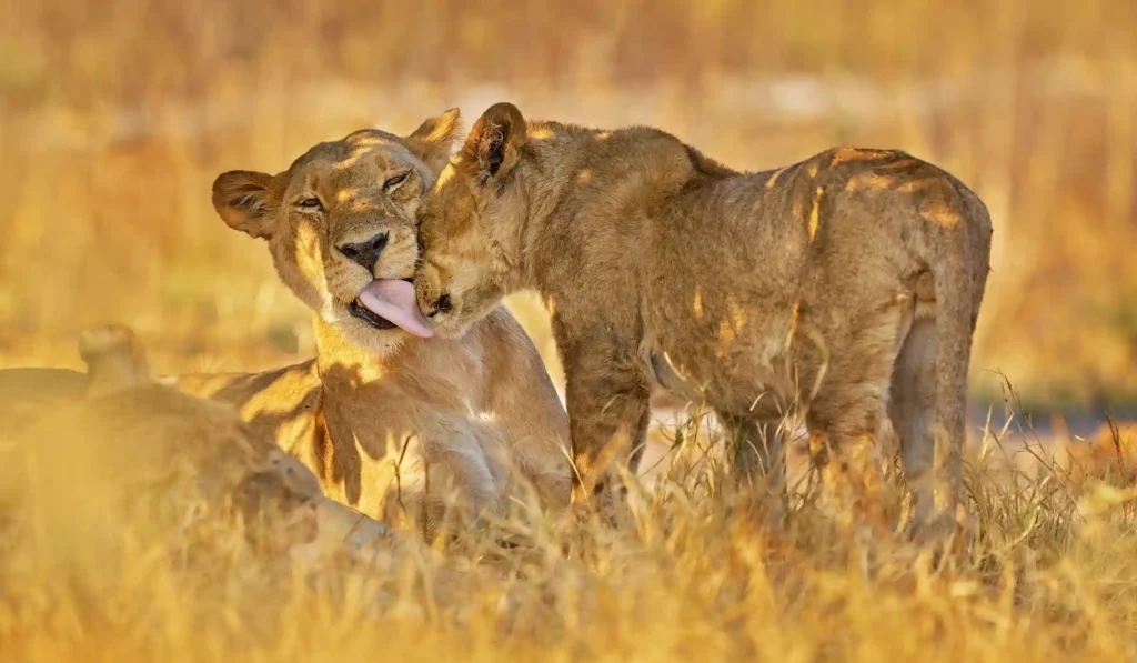 Central Serengeti and Seronera​