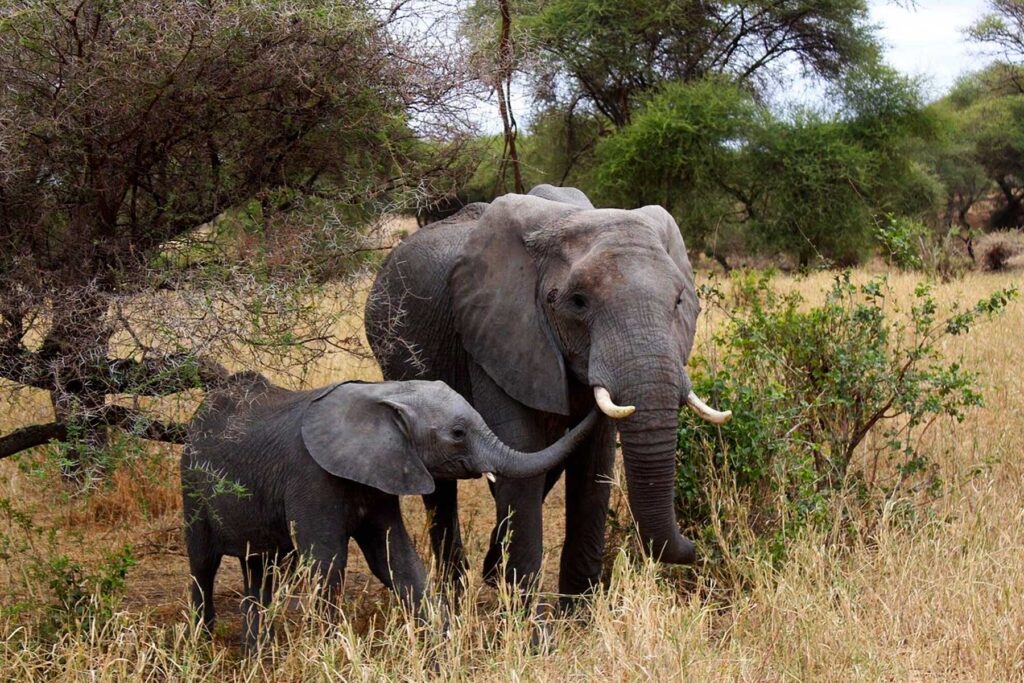 tarangire national park