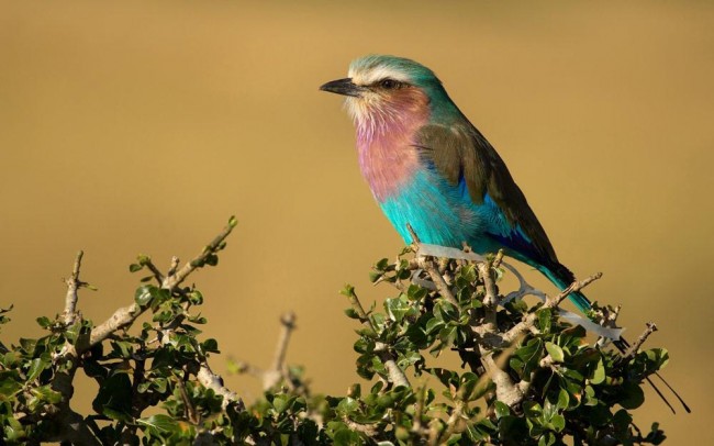 Bird-watching-in-Tarangire-national-park