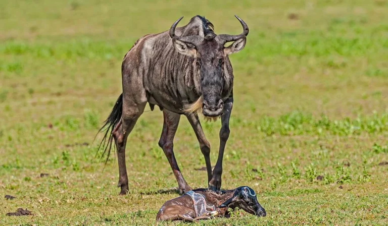 CALVING IN NDUTU