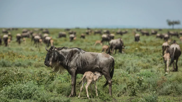 Calving_Season