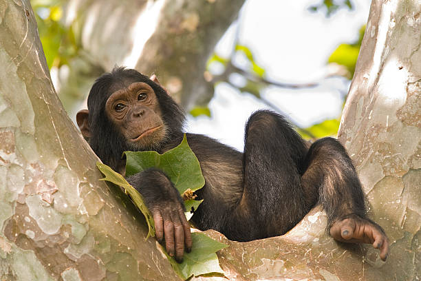 Gombe National Park