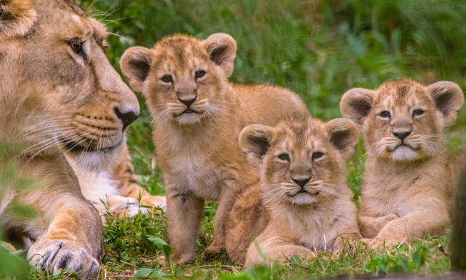 Game drive serengeti