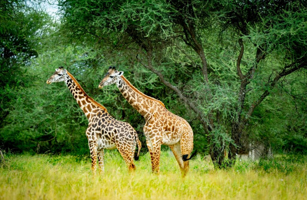 Giraffes Serengeti scaled 1
