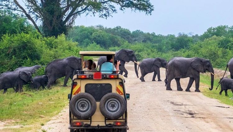 Private Safari vs Group Safari in Tanzania