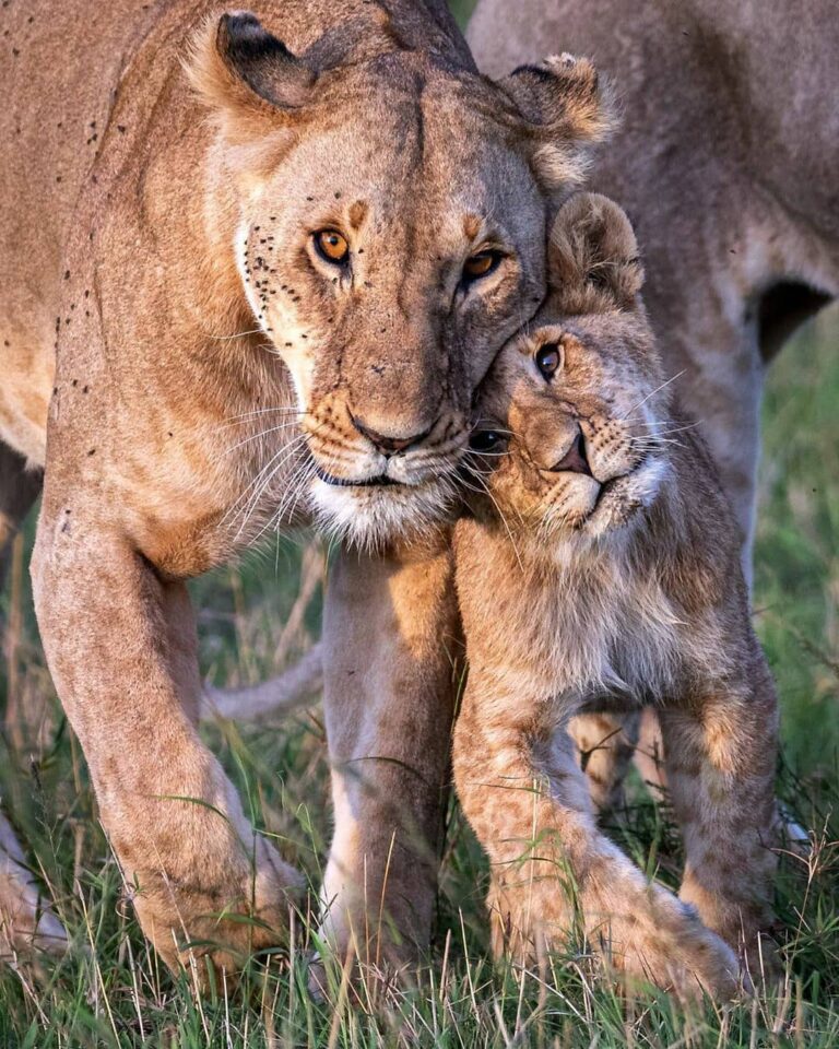 10-Day Luxury Tanzania Safari Itinerary
