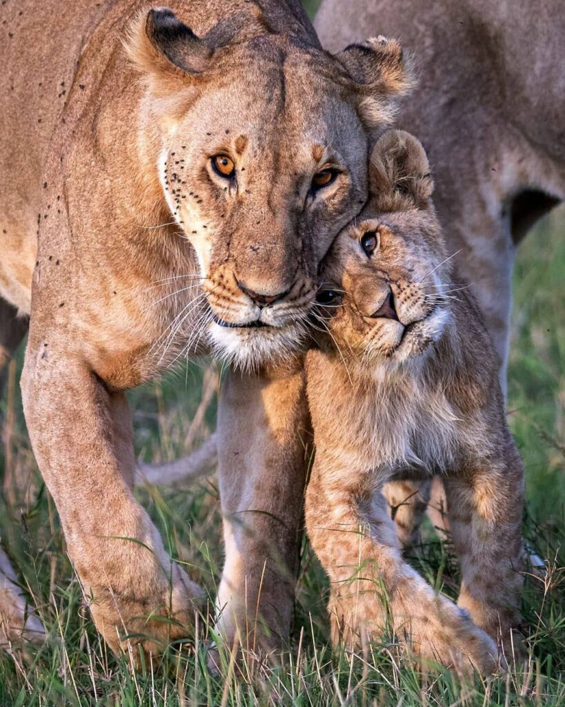 Where Can You Go on a Private Tanzania Safari?