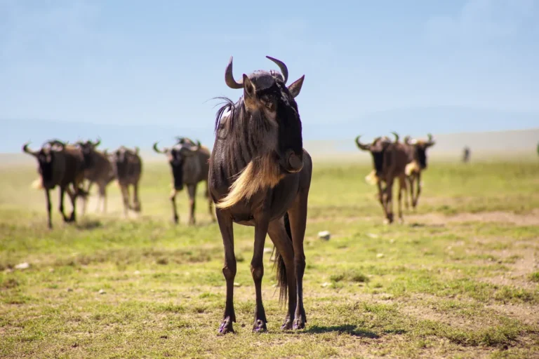 Serengeti Great Migration Safari