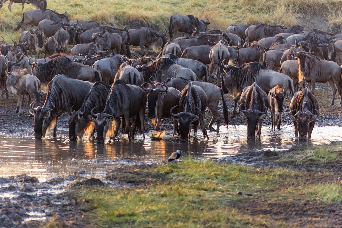 great wildebeest migration