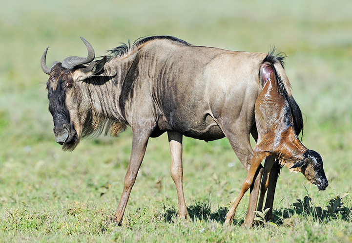 Ndutu Calving Season Safari