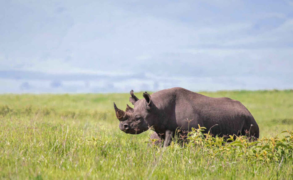 Ngorongoro Conservation Area Authority