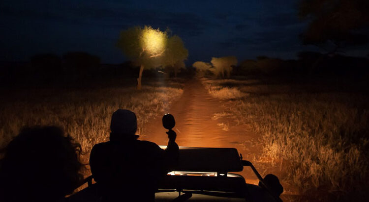 Night Game Drives