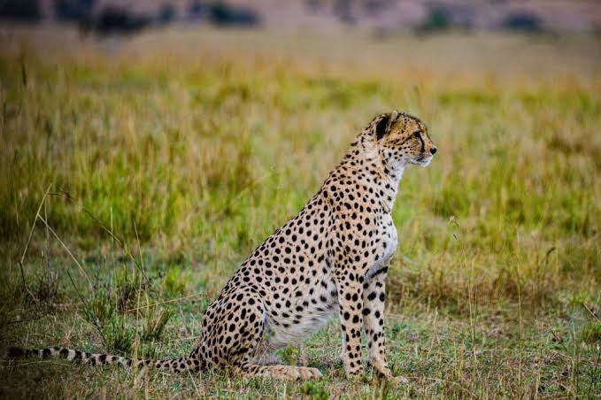 SAFARI