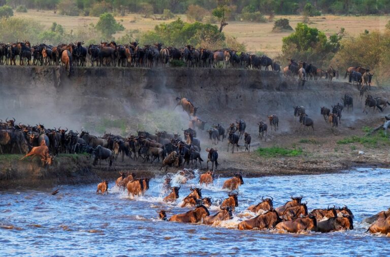 SERENGETI (1)