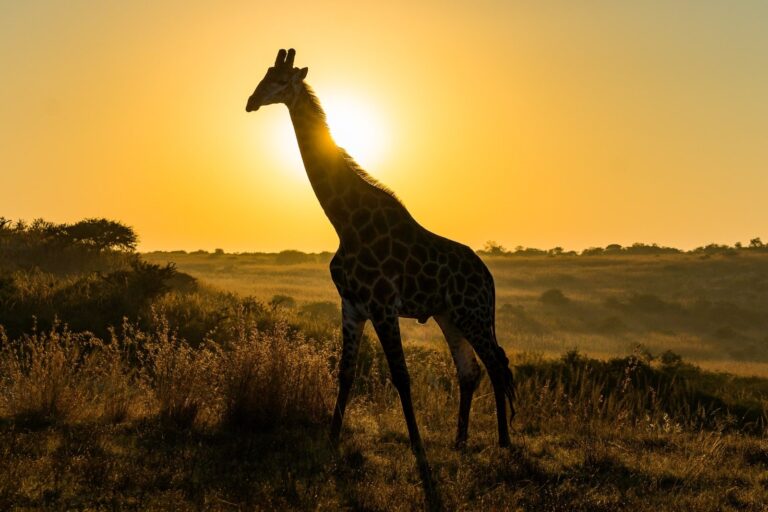 Serengeti sunset