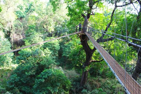 Tree top walk