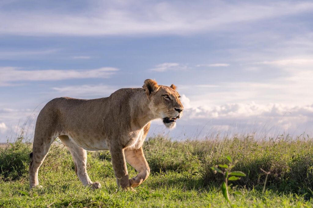 Affordable Tanzania Safari