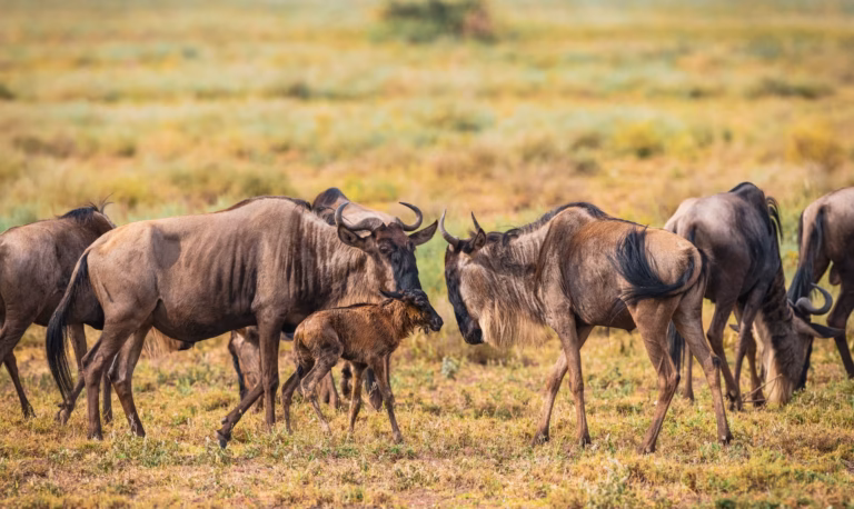 Wildebeest Calving season