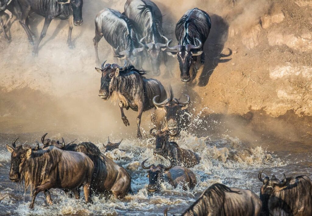 Wildebeest Migration