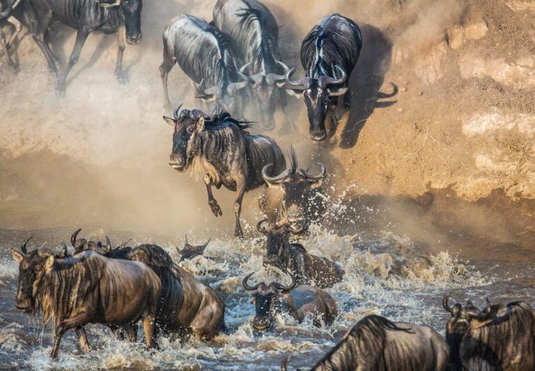 Wildebeest Migration