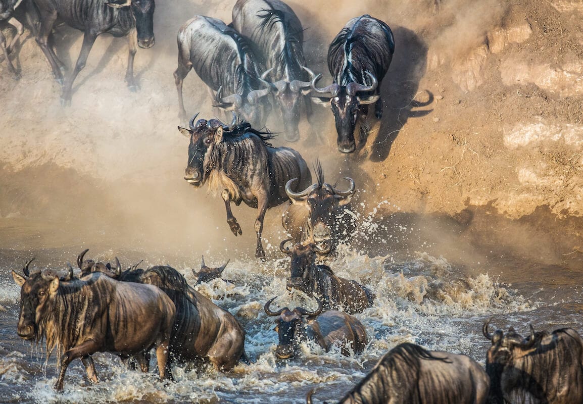 Wildebeest Migration