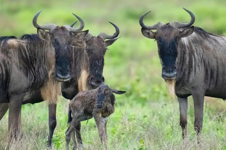 Wildebeest calving