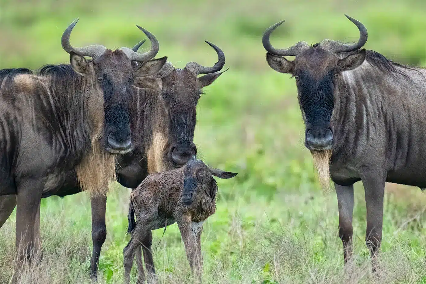 Wildebeest calving