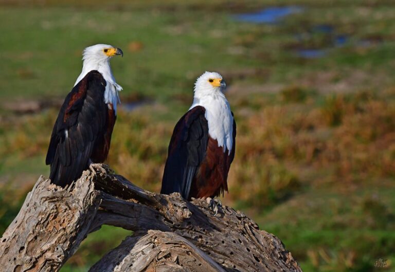 birding