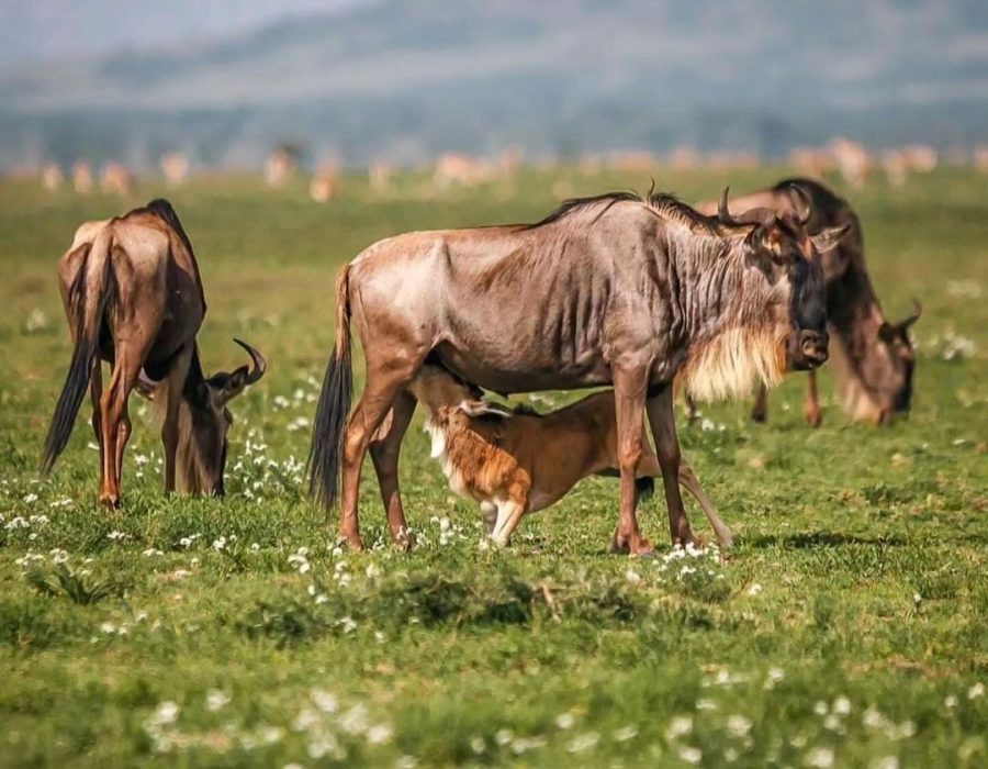 Ndutu Calving Season Safari